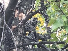 Nucifraga caryocatactes