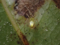 Thwaitesia nigronodosa