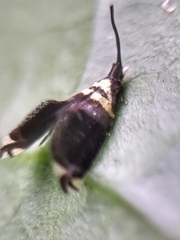Adelidae