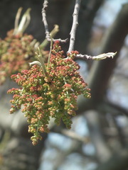 Pistacia chinensis