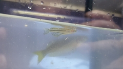 Pseudomugil gertrudae