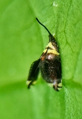 Adelidae