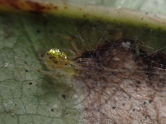 Thwaitesia nigronodosa