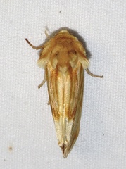 Cirrhophanus triangulifer