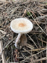 Lepiota cristata