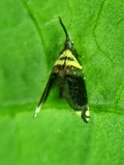 Adelidae