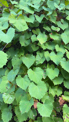 Vitis rotundifolia