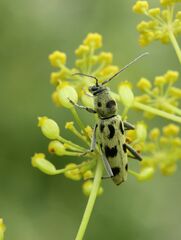 Chlorophorus herbstii