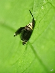 Adelidae