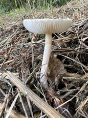 Lepiota cristata