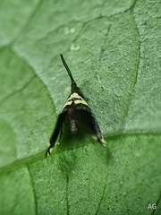 Adelidae