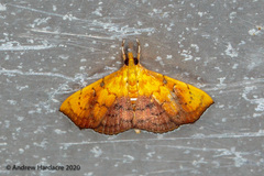 Hyalobathra micralis