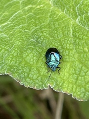 Zicrona caerulea