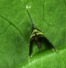 Adelidae