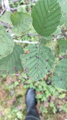 Eriophyes alniincanae