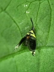 Adelidae