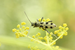 Chlorophorus herbstii