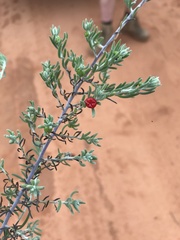 Enchylaena tomentosa