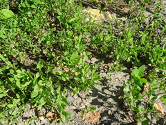 Polygonum aviculare