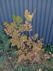 Fraxinus pennsylvanica lanceolata