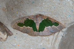 Celenna festivaria