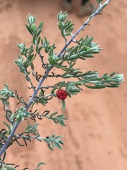 Enchylaena tomentosa