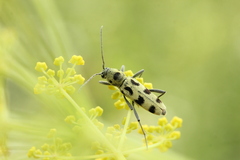 Chlorophorus herbstii