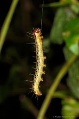 Heortia vitessoides