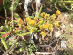 Tetragonia