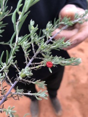 Enchylaena tomentosa