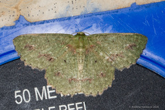 Herochroma viridaria