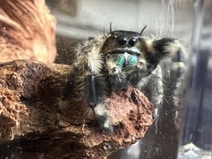 Phidippus otiosus
