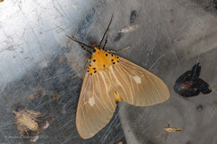 Asota plaginota