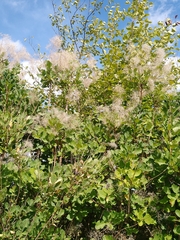 Cotinus