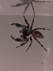 Phidippus otiosus