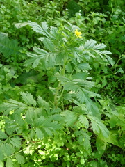 Potentilla paradoxa