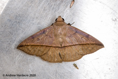 Ugia purpurea