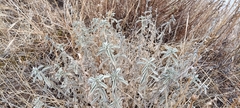 Mercurialis tomentosa