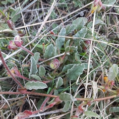 Hermannia decumbens