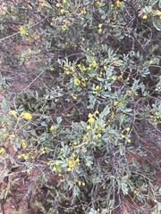 Senna artemisioides