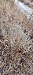 Mercurialis tomentosa