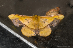 Fascellina plagiata