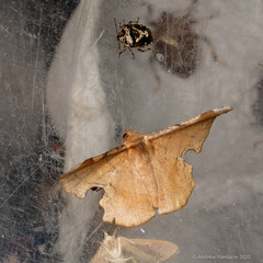Fascellina chromataria