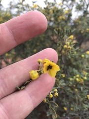 Senna artemisioides