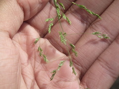 Poa acroleuca
