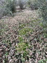 Sphaeromorphaea australis