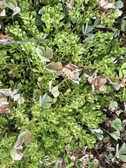 Sphaeromorphaea australis