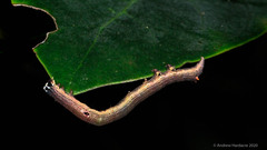 Bastilla joviana