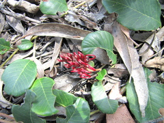 Grevillea laurifolia