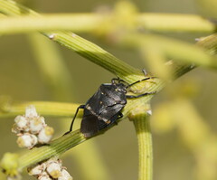 Aplerotus maculatus